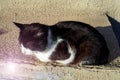 The cat is resting on street, basking in the sun, closed her eyes. Black and white fur, rays in the photo. The concept of