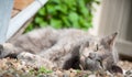 Cat resting in the sun Royalty Free Stock Photo