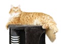 Cat resting on the top of the cat scratcher Royalty Free Stock Photo