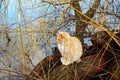 Cat resting on the trunk of a willow on the shore