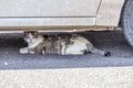 Cat resting under a car in the heat Royalty Free Stock Photo