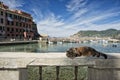 Cat while resting in Vernazza harbor Royalty Free Stock Photo