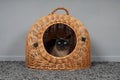 Cat resting in wicker basket Royalty Free Stock Photo