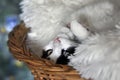 Cat resting in wicker bed. White cat buried in a furry pillow. Head and paws Royalty Free Stock Photo