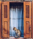 Cat resting on a windowsill in front of a open, aged wooden window with old open blinds painted in a typical Greek orange color. Royalty Free Stock Photo