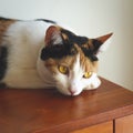 Cat Resting on a wood forniture