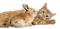 Cat and Rex dwarf rabbit, isolated Royalty Free Stock Photo