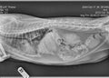 Cat Right Lateral Thorax X-ray Royalty Free Stock Photo