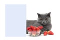 Cat and ripe strawberries near a banner on a white background