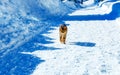 Cat on road in mountain winter landscape. Eye contact.