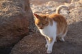 Cat on rocks