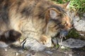 Cat on a shed roof Royalty Free Stock Photo