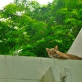 Cat on the roof Royalty Free Stock Photo