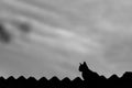 A cat on the roof of the house. Royalty Free Stock Photo
