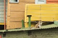 Cat on the Roof in La Boca