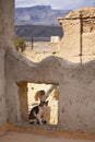 Cat on the roof of Mud house in the old village,Oman Royalty Free Stock Photo