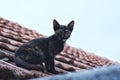 Cat on the roof