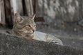 Cat on the roof seen up close outdoors