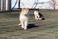 Cat roof spring red black blue sky Royalty Free Stock Photo