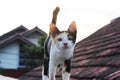 A cat on the roof top Royalty Free Stock Photo