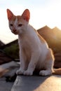 A cat on the roof top Royalty Free Stock Photo