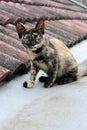 A cat on the roof top