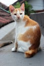 A cat on the roof top