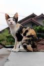 A cat on the roof top