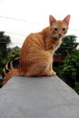 A cat on the roof top