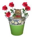 Cat with a rose in a bucket 2 Royalty Free Stock Photo