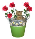 Cat with a rose in a bucket Royalty Free Stock Photo