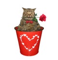 Cat with rose inside red bucket Royalty Free Stock Photo