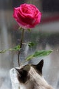 Cat rose Rosa flower floret Royalty Free Stock Photo