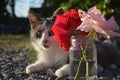 Cat and roses Royalty Free Stock Photo