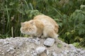 Cat. Rough angry ginger tom cat sitting outside on a town garden shed roof. Domestic cat outdoors. Royalty Free Stock Photo