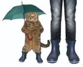 Cat in rubber boots 2