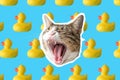 Cat and rubber duck collage, pop art concept design. Minimal vibrant summer background