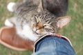 Cat rubbing against leg affectionately Royalty Free Stock Photo