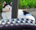 Cat Rubin resting under umbrella