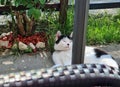 Cat Rubin resting under umbrella