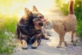 Cat rubs head against dog Royalty Free Stock Photo