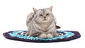 Cat on rug. Royalty Free Stock Photo