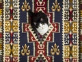 Cat on a Rug