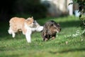 Cat running attacking another cat outdoors
