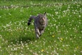 Cat running in meadow Royalty Free Stock Photo