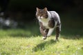 Cat running on meadow outdoors Royalty Free Stock Photo