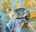 cat in rural landscapes in ancient village