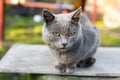 Cat Russian blue