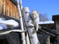 Cat rustic on a walk in March Royalty Free Stock Photo