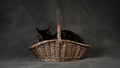 Cat In Rustic Wicker Basket Royalty Free Stock Photo